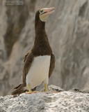 Bruine Gent - Brown Booby - Sula leucogaster