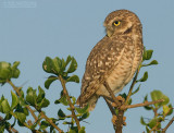 Holenuil - Burrowing Owl - Athene cunicularia brachyptera