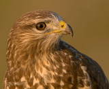 Buizerd - Common Buzzard - Buteo Buteo