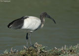 Heilige Ibis - Sacred Ibis - Threskiornis Aethiopicus