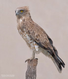 Slangenarend - Short-toed Eagle - Circaetus gallicus