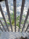 Fence and Beach Grass #1