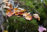 Fallen Leaves on Mossy Rock