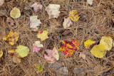 Fallen Leaves on Pine Needles #1