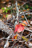 Leaf Caught on Fallen Branch