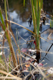 Leaves Fallen Among Pond Grasses #1