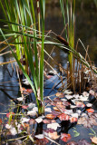 Leaves Fallen Among Pond Grasses #2