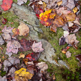 Leaves, Rock and Moss