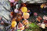 Leaves in Little Stream #1