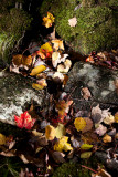 Leaves by Little Stream