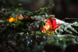 Red and Yellow Leaf Caught on Fir Branch