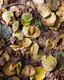 Fallen Leaves and Curved stick