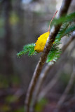 Yellow Leaf Resting on Branch