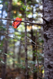 Backlit Red Leaf Caught on Branch
