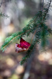 Red Leaf Caught in Pine Branch #1