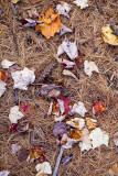 Fallen Leaves on Pine Needles #2