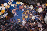 Fallen Leaves on Water #3