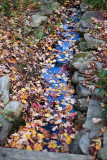 Leaves in and Around Rock-lined Stream