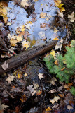 Fallen Leaves on Water #6
