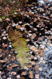 Fallen Fern Leaf on Water