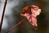 A Last Red Leaf