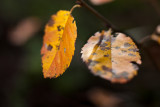 Last Leaf Pair #2