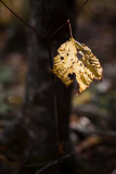 Eaten Last Leaf