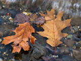 Leaves at the Waters Edge #1