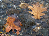 Leaves at the Waters Edge #2