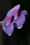 Lupine Macro #1