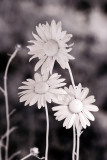 Three Daisies