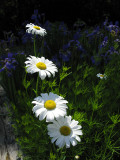 Daisies by Irises