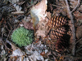 Pine Cones and Other Forest Floor Stuff