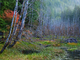 Autumn Along The Sol Duc Road