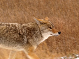 Coyote Going My Way!