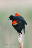 Redwing Blackbird