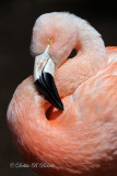 Chilean Flamingo 05