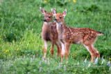 Twin Fawns 02