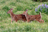 Twin Fawns 03