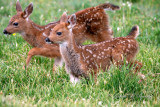 Twin Fawns 04