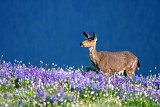 Deer at Hurricane Ridge 02