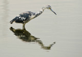 Little Blue Heron in Tie Dye garb