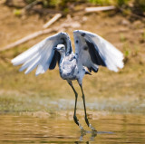 Little Blue heron transitonal