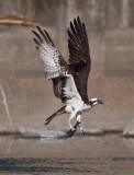osprey and talapia