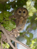 spottedowl3.jpg