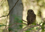 spottedowl1.jpg