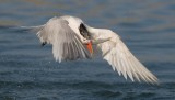 elegant tern