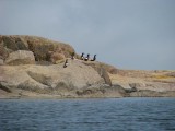 Tobisgrisslor på Lilla Flöjskär