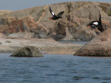 Flygande Tobisgrisslor