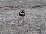 Större strandpipare på Rödgloskär